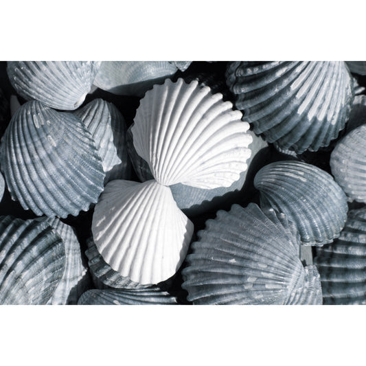 Acrylglasbild - Shells