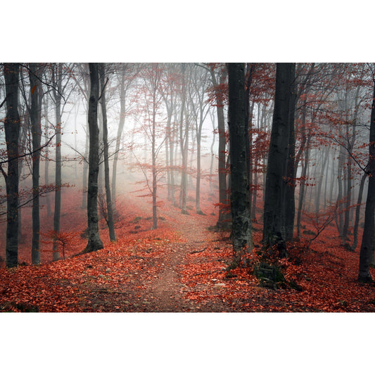 Akustikbild - Herbstwald