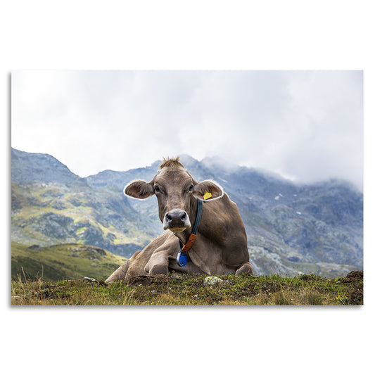 Acrylglasbild - Alpenwelt Kuh