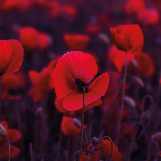 Kissenbezug - Saika Detail