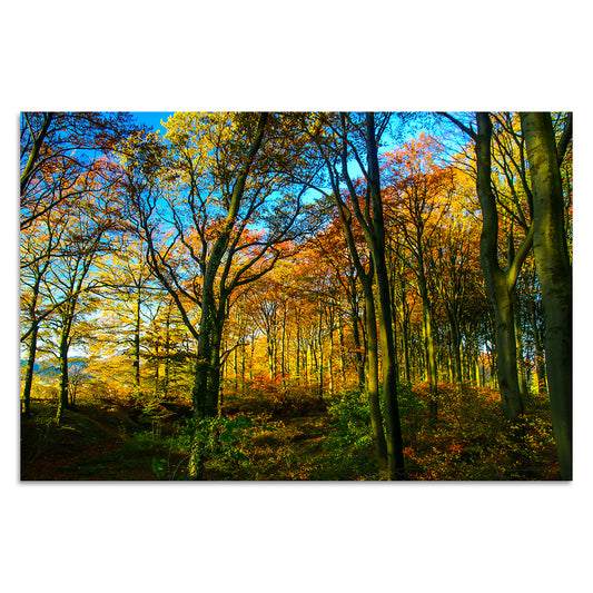 Herbstwald von Torsten Reuter