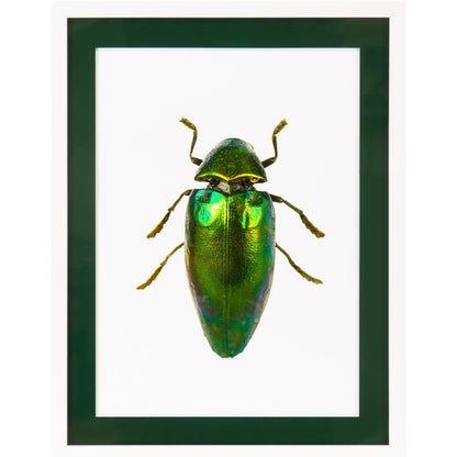 Rahmenbild mit Acrylpassepartout - Beetle Green