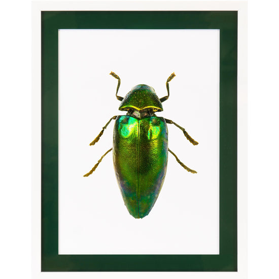 Queen Kerosin Rahmenbild mit Acrylpassepartout - Beetle Green