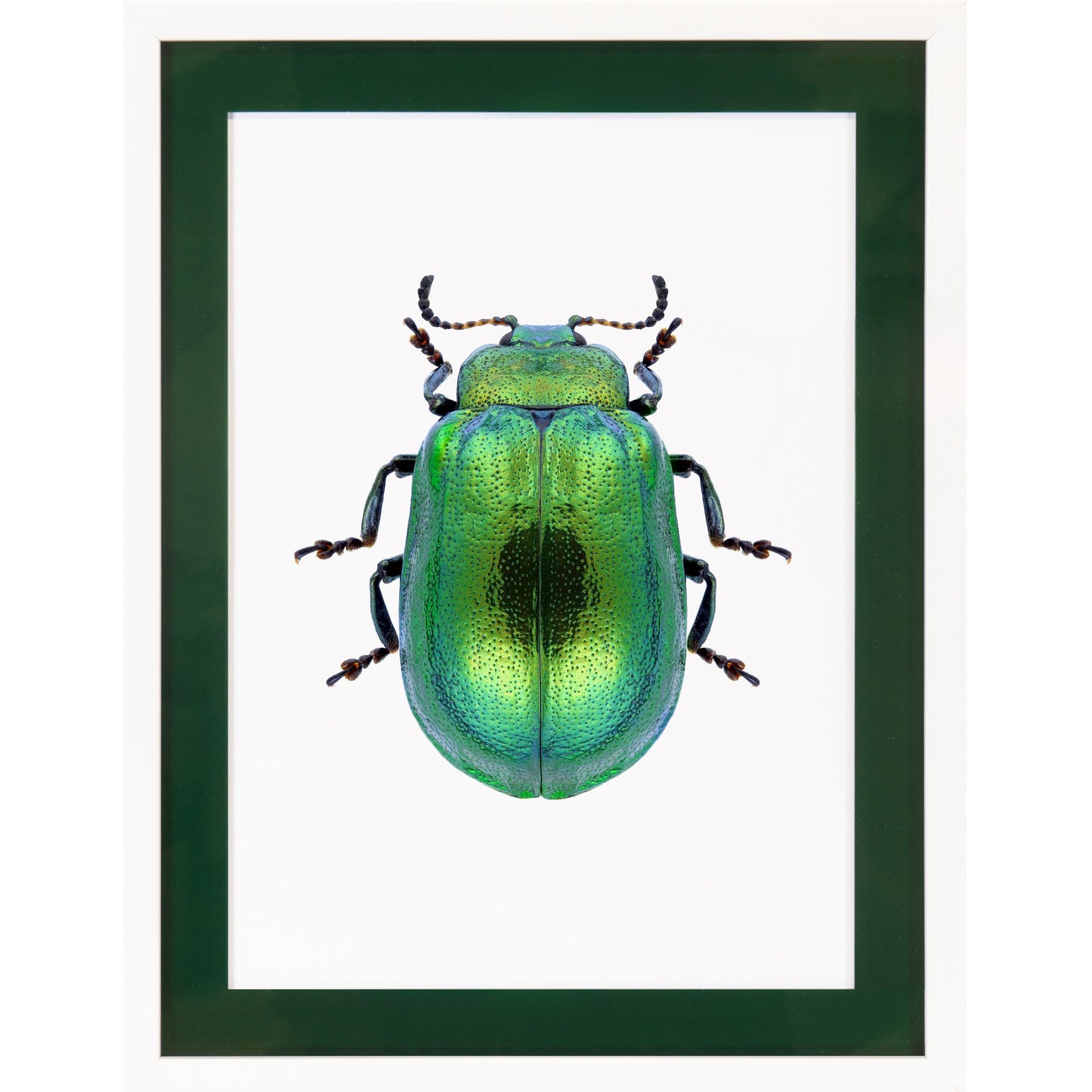 Rahmenbild mit Acrylpassepartout - Pop Beetle