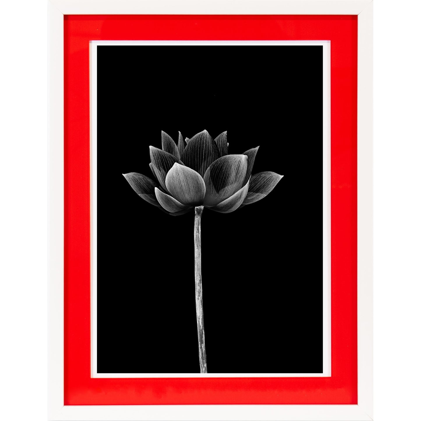 Rahmenbild mit Acrylpassepartout - Dark Blossom