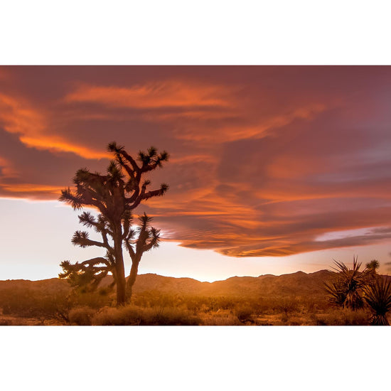 Queen Kerosin Acrylglasbild - JOSHUA TREE 3