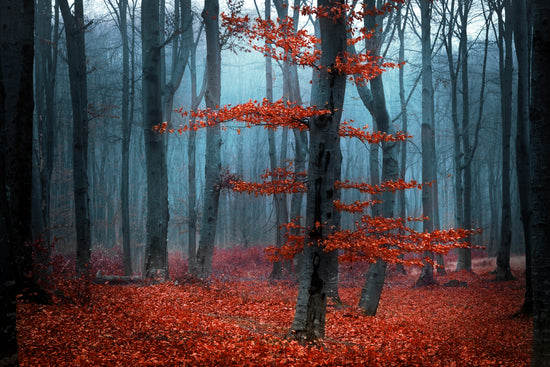 Queen Kerosin Aluminiumbild - Autumn Leaves