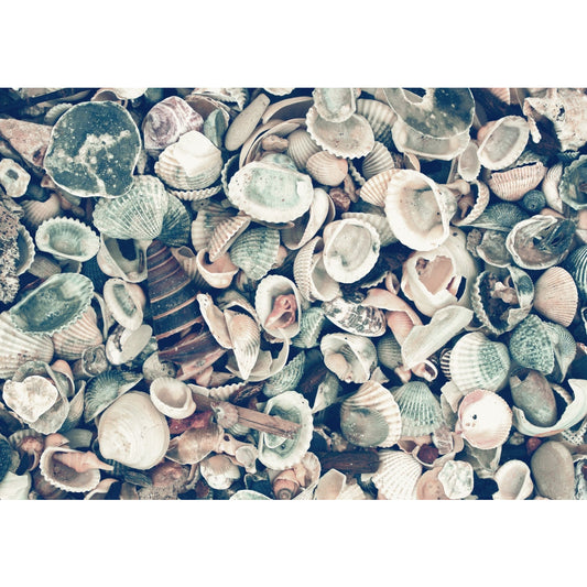 Aluminiumbild - Seashells