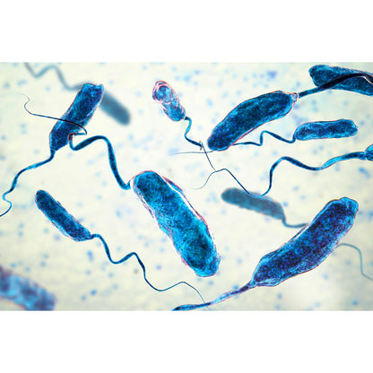 Medical Office Art -  Vibrio cholerae bacteria