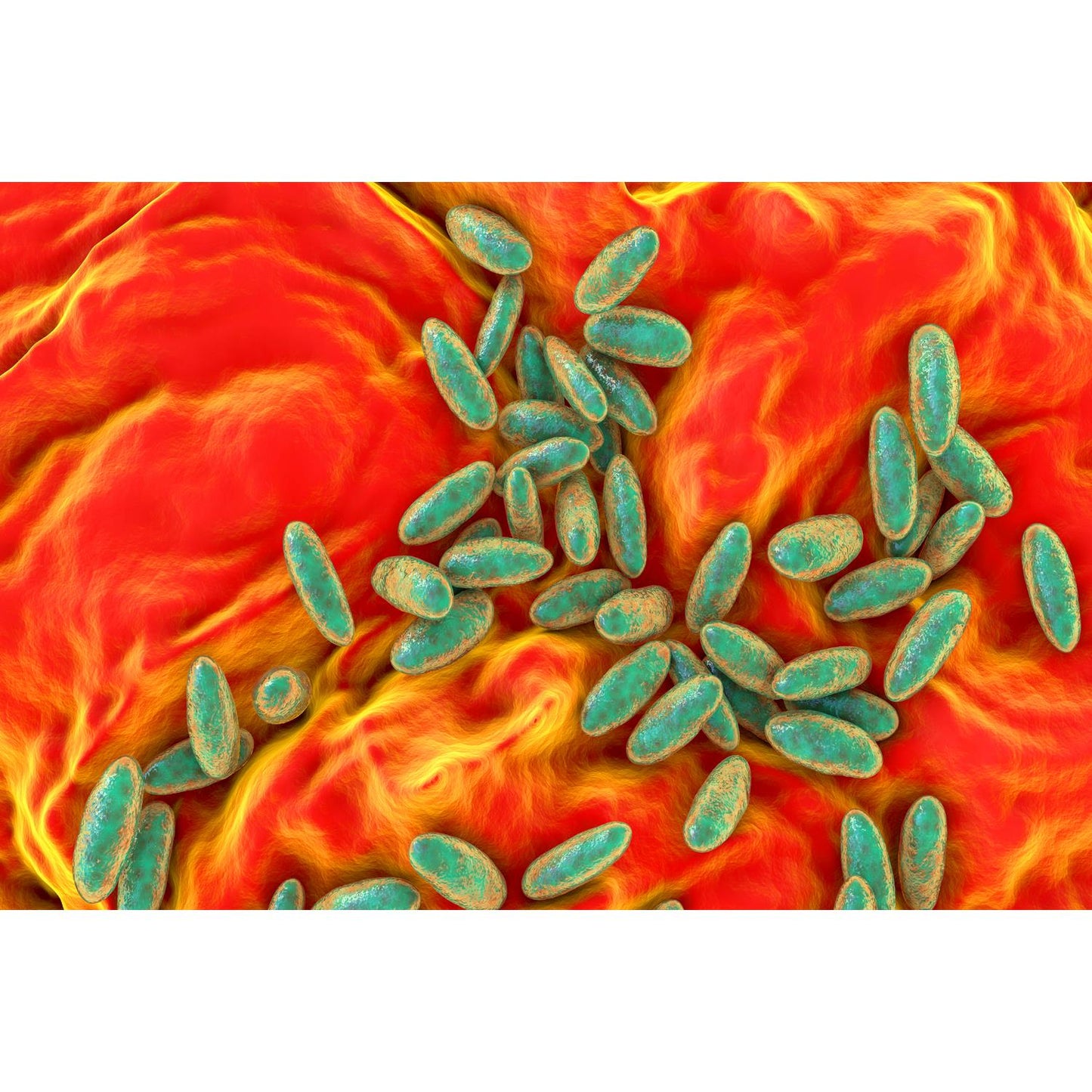 Medical Office Art - Plague bacteria