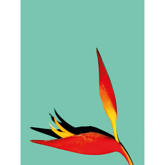 Queen Kerosin Magnetisches Markerboard - Simple Plant