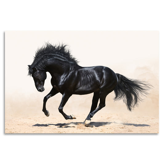 Acrylglasbild - Black Stallion