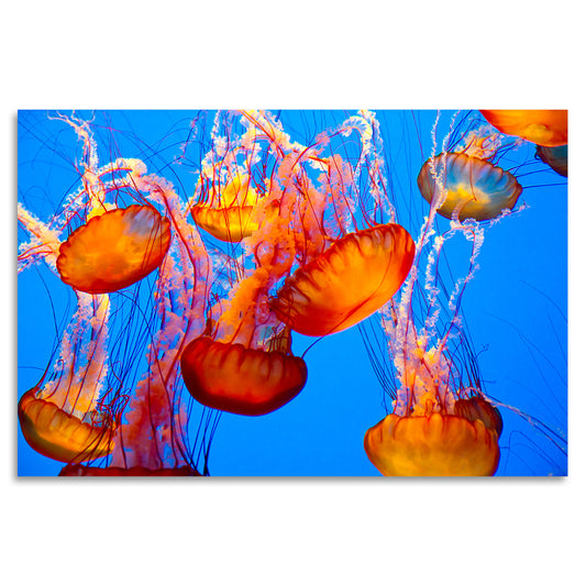 Acrylglasbild - Jelly Fish
