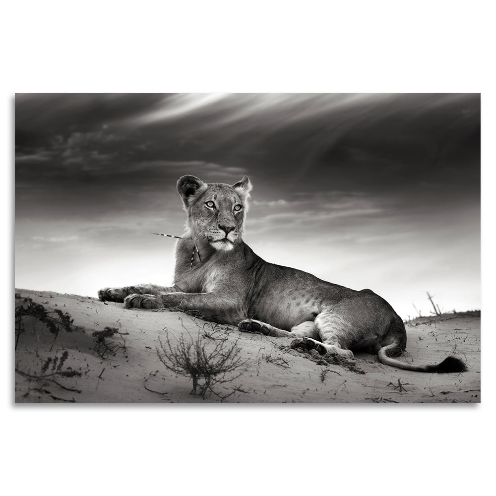 Acrylglasbild - Panthera Tigris