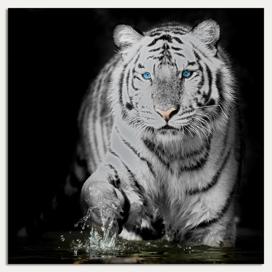 Aluminiumbild - Blue Eyed Tiger