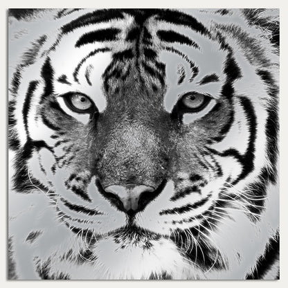 Aluminiumbild - Tiger