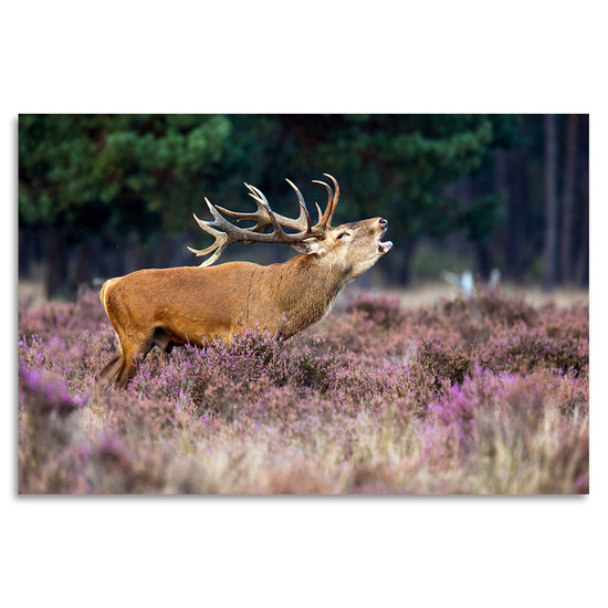 Queen Kerosin Acrylglasbild - Autumn Deer