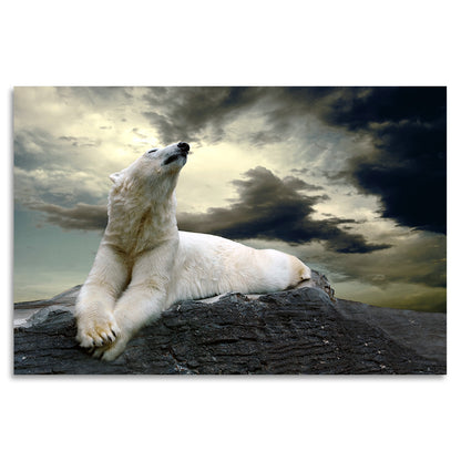 Acrylglasbild - Polarbear