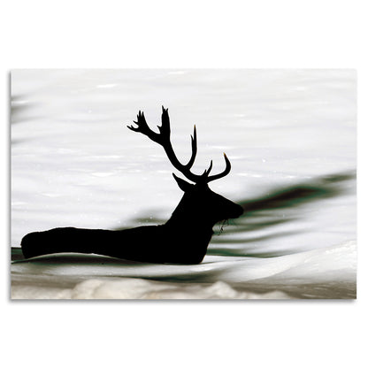 Acrylglasbild - Swimming Deer