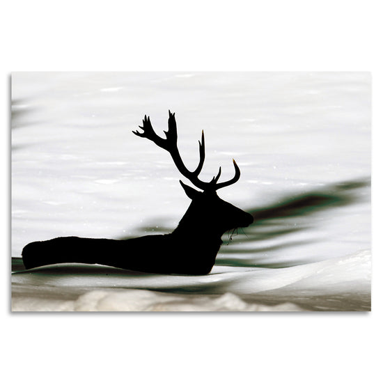 Queen Kerosin Acrylglasbild - Swimming Deer