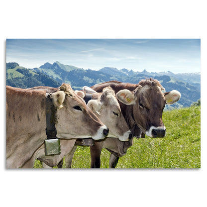 Acrylglasbild - Alpenwelt Kühe