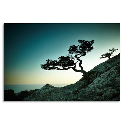 Acrylglasbild - Enchanted Tree