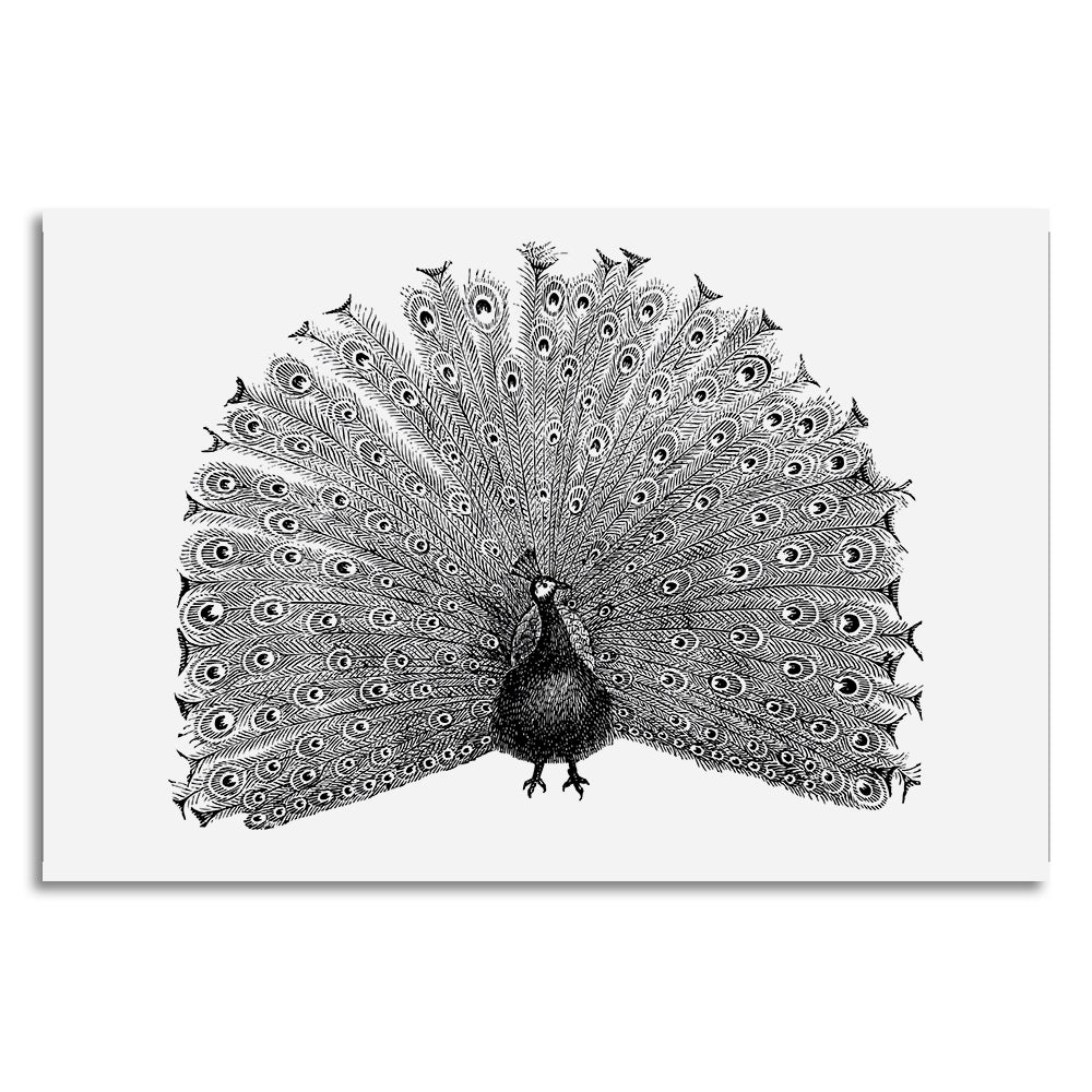 Leinwandbild - Peacock