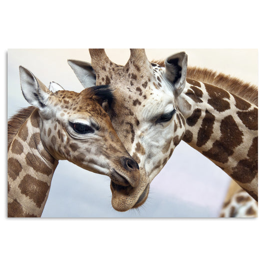 Acrylglasbild - Giraffe