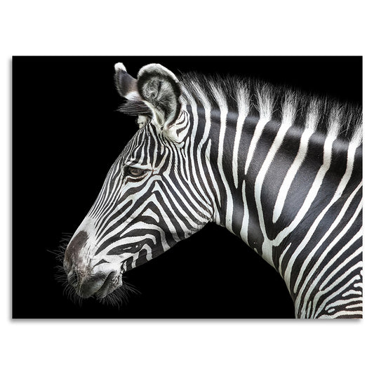 Acrylglasbild - Zebra