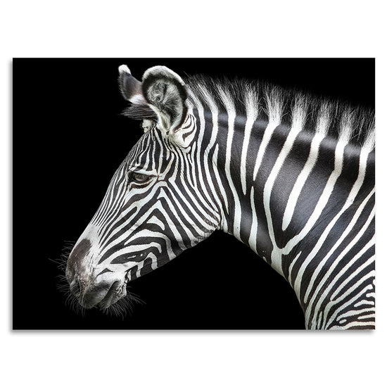 Queen Kerosin Acrylglasbild - Zebra