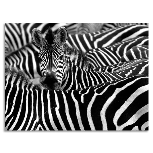Acrylglasbild - Zebra World