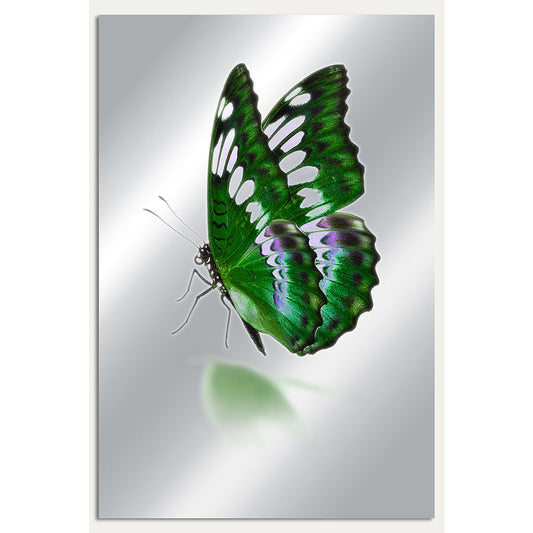 Aluminiumbild - Butterfly Love
