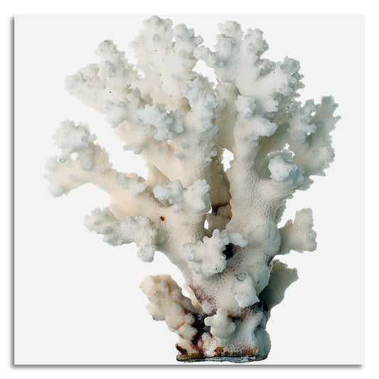 Leinwandbild - White Coral