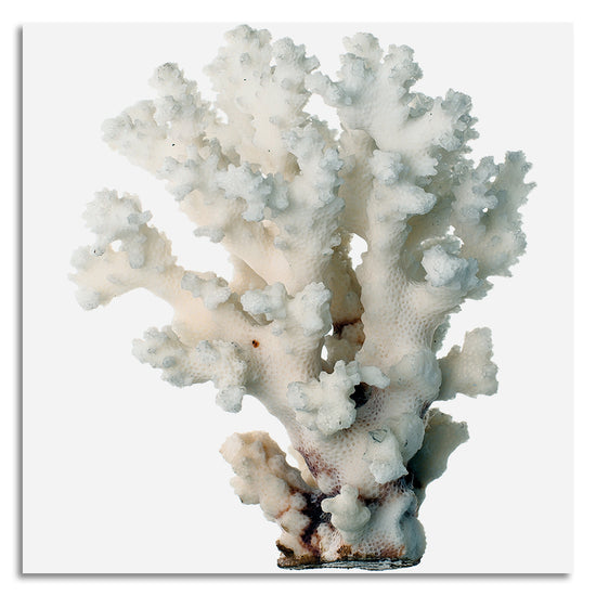 Queen Kerosin Leinwandbild - White Coral