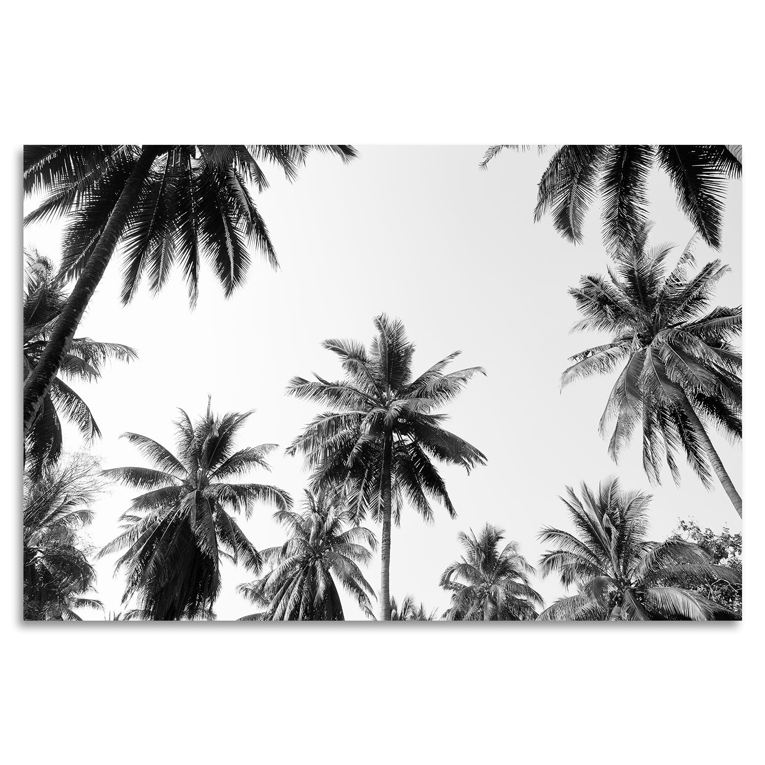 Acrylglasbild - Palms