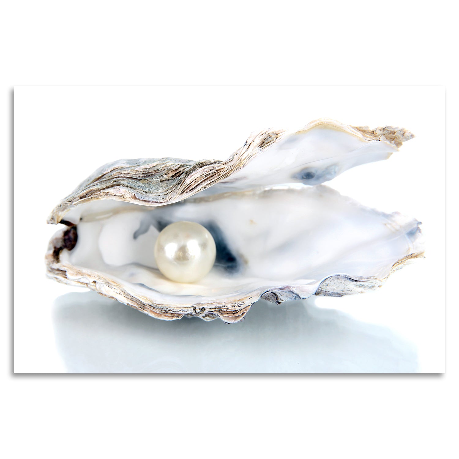 Acrylglasbild - Shell with Pearl