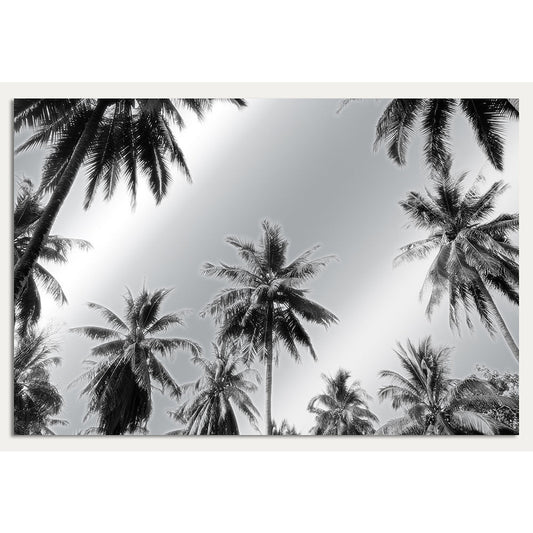 Aluminiumbild - Palms