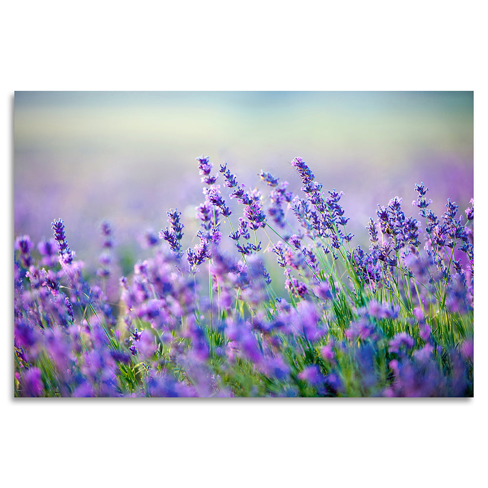 Acrylglasbild - Lavender