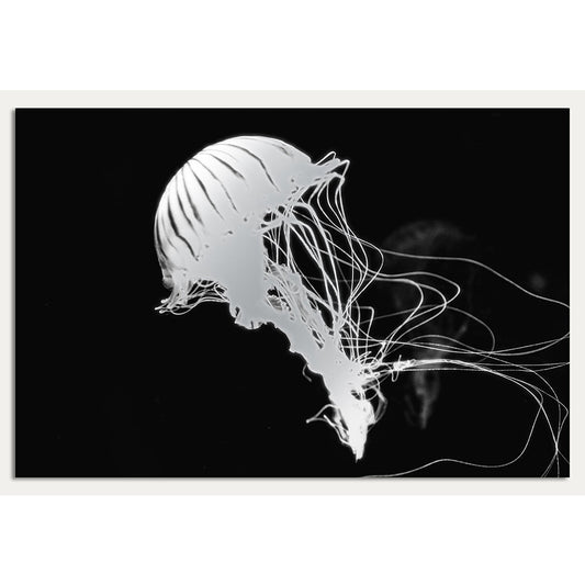 Aluminiumbild - Jelly Fish Black