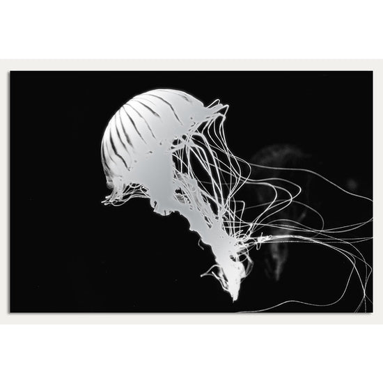 Queen Kerosin Aluminiumbild - Jelly Fish Black