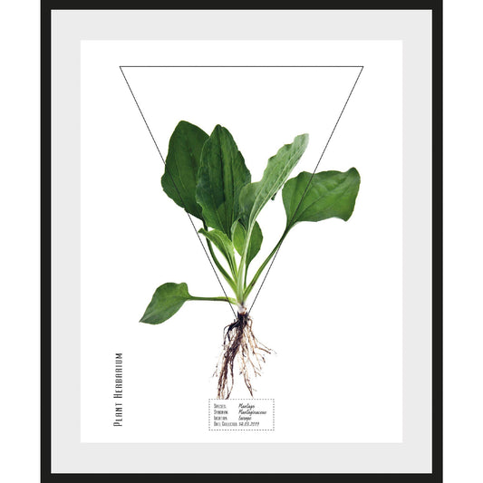 Rahmenbild - Plantaginaceae