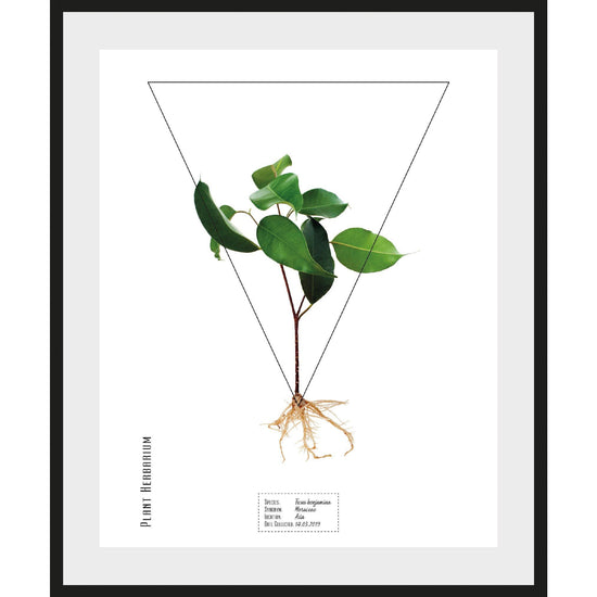 Queen Kerosin Rahmenbild - Moraceae