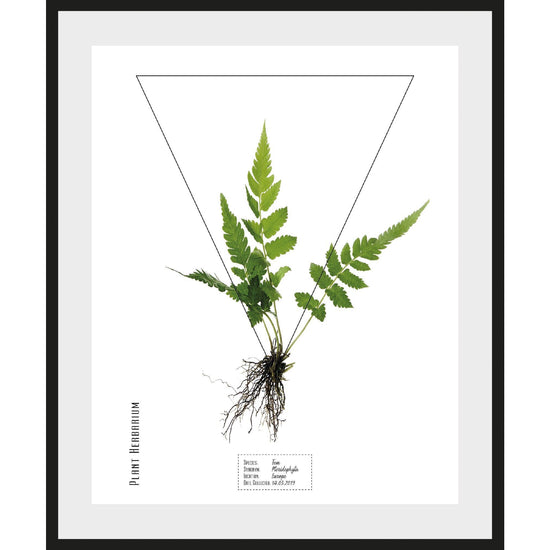 Queen Kerosin Rahmenbild - Pteridophyta