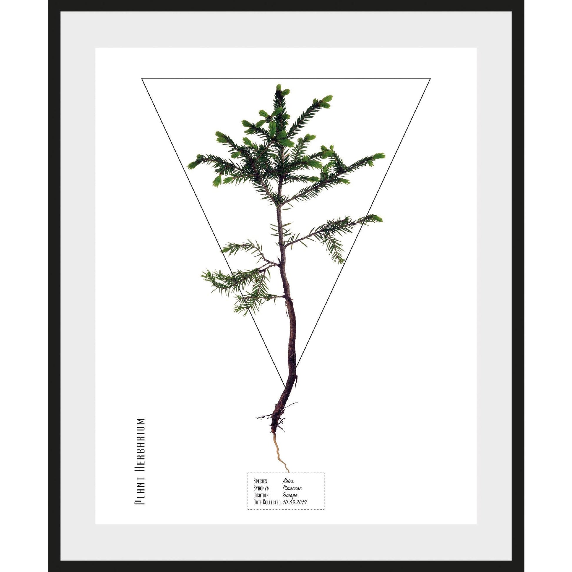 Rahmenbild - Pinaceae