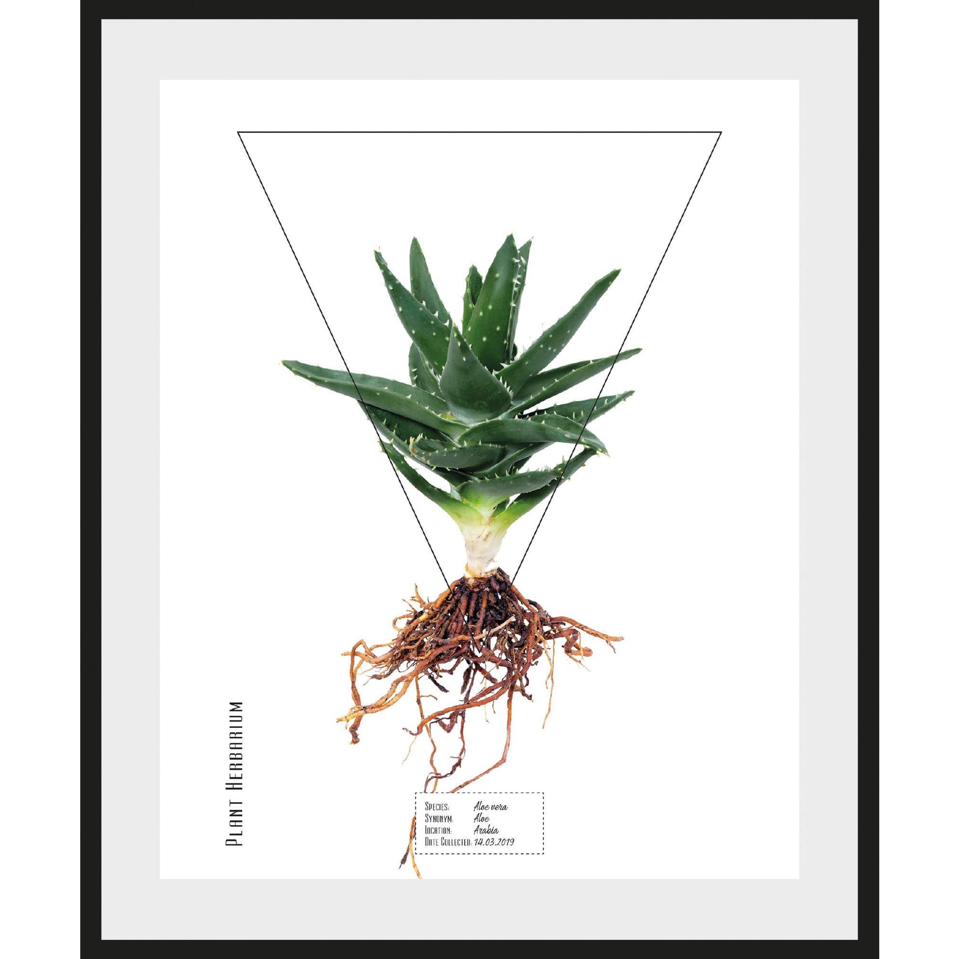 Rahmenbild - Aloe