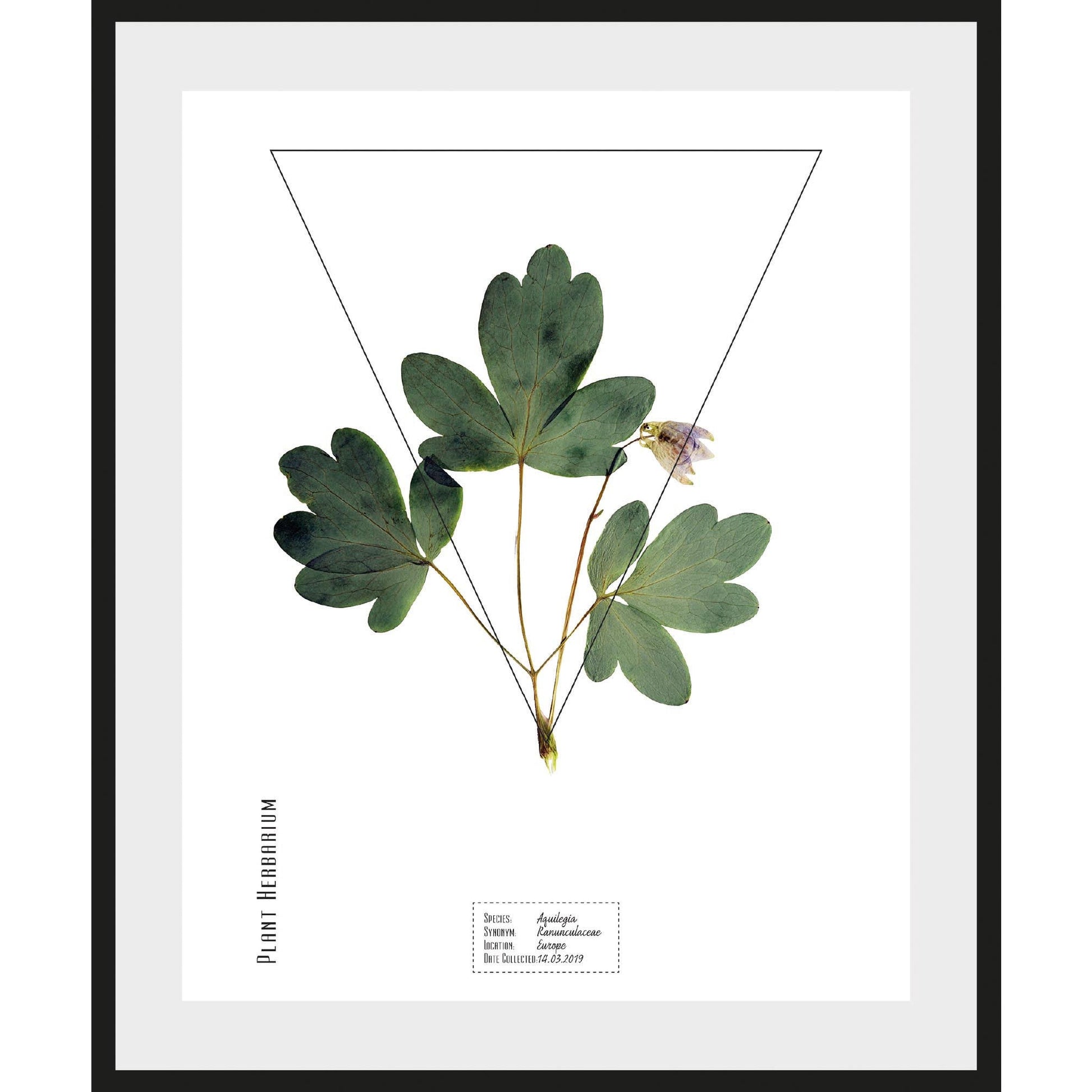 Rahmenbild - Ranunculaceae