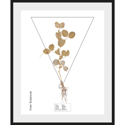 Rahmenbild - Trifolium