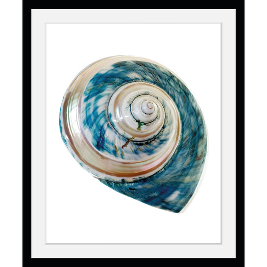 Rahmenbild - Spiral shell