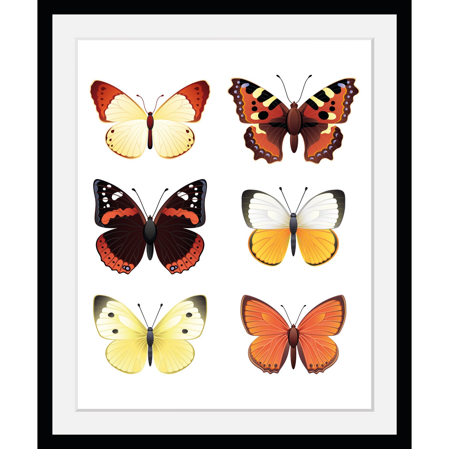 Rahmenbild - Collection of butterflies