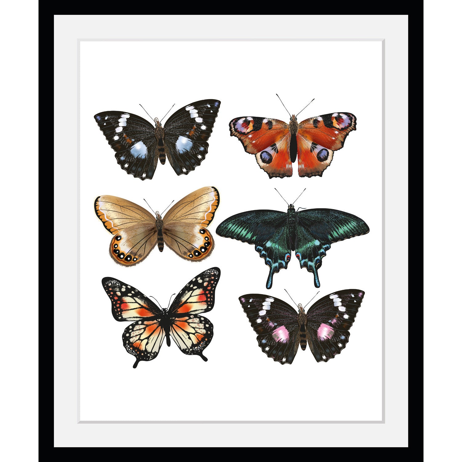 Rahmenbild - Colorful Butterflies